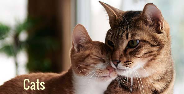 Cats