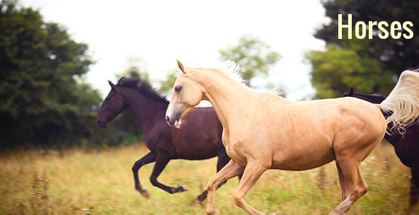 Horses