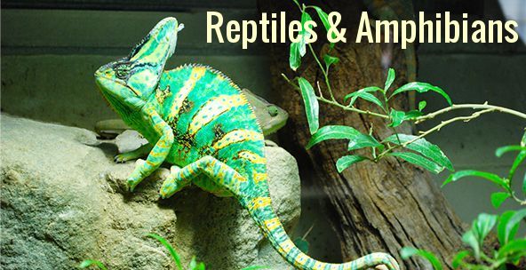 Reptiles